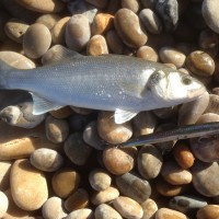 Bass and a late run of Cod on Chesil Beach