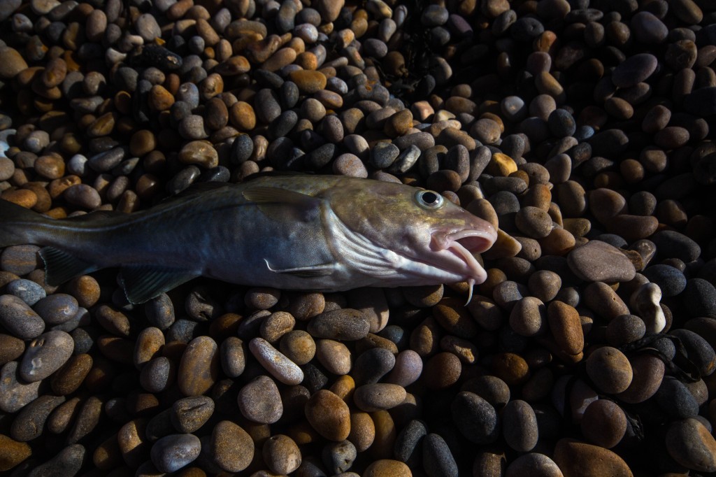 Is Chesil the right PLAICE for Cod this weekend