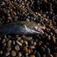 Is Chesil the right PLAICE for Cod this weekend