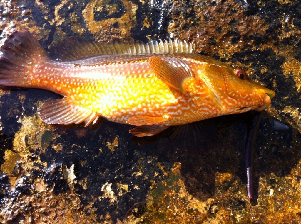 Shore fishing in winter