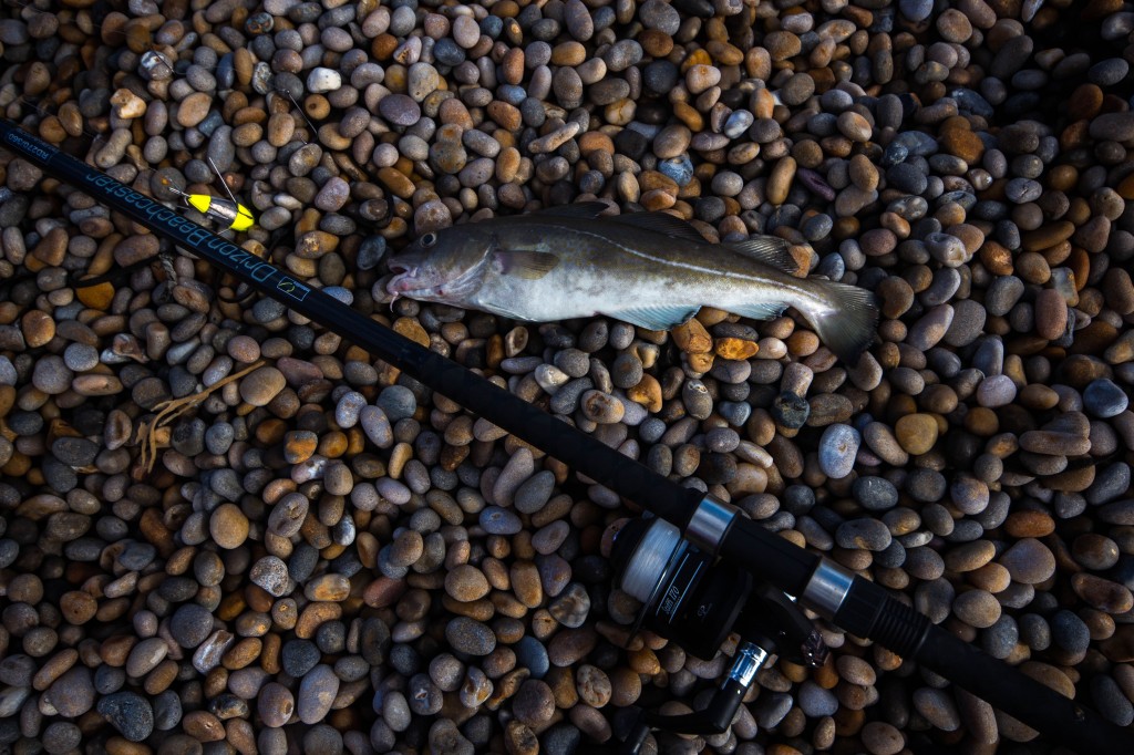 Top fishing marks in Dorset this weekend