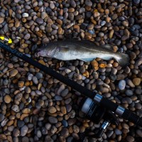 Weekend fishing forecast for Chesil, Portland & Weymouth. 1st November 2013