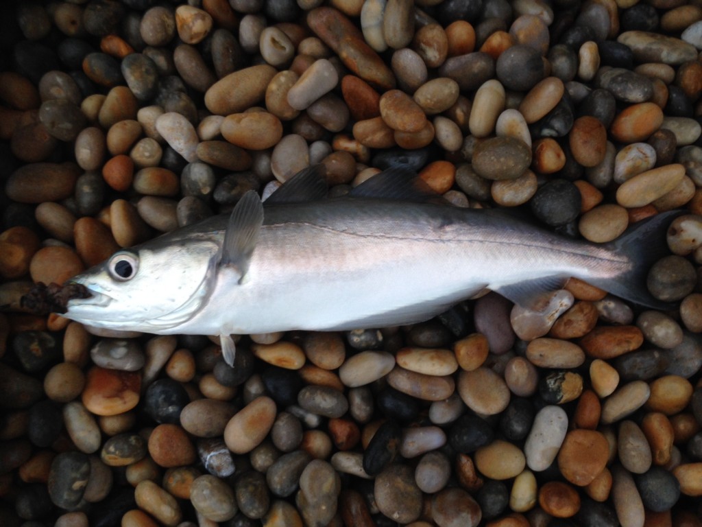 Beach Pollock