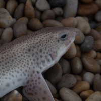 Pesky Dogfish or a delicious treat