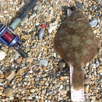 The first of the Plaice have arrived on Chesil Beach