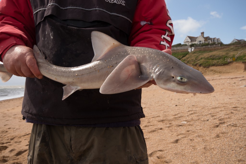 Very early Smoothound