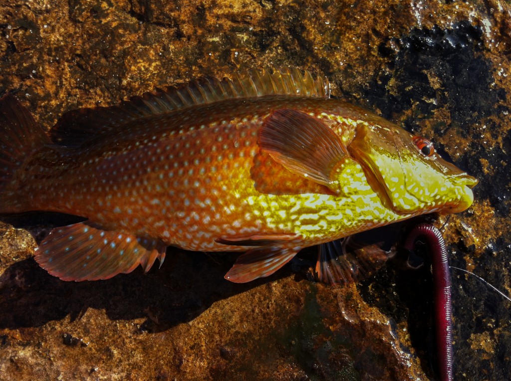 Wrasse SP