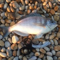 Bream bonanza