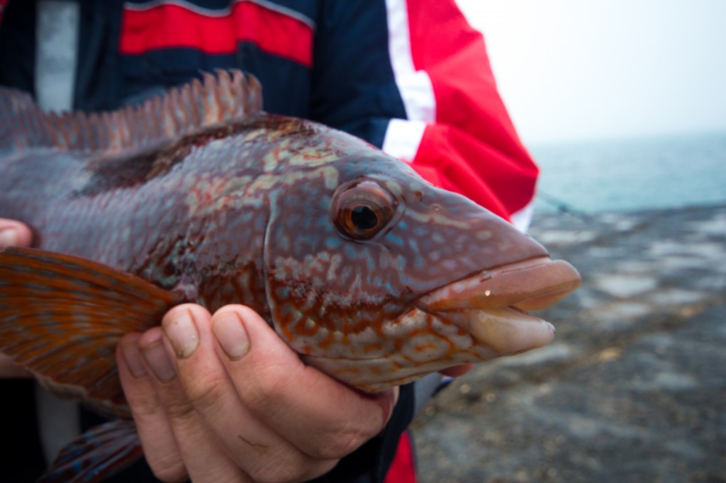 Demetir Wrasse