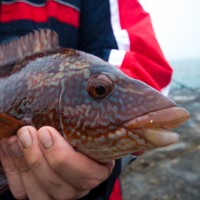 Wrasse fishing saves the weekend