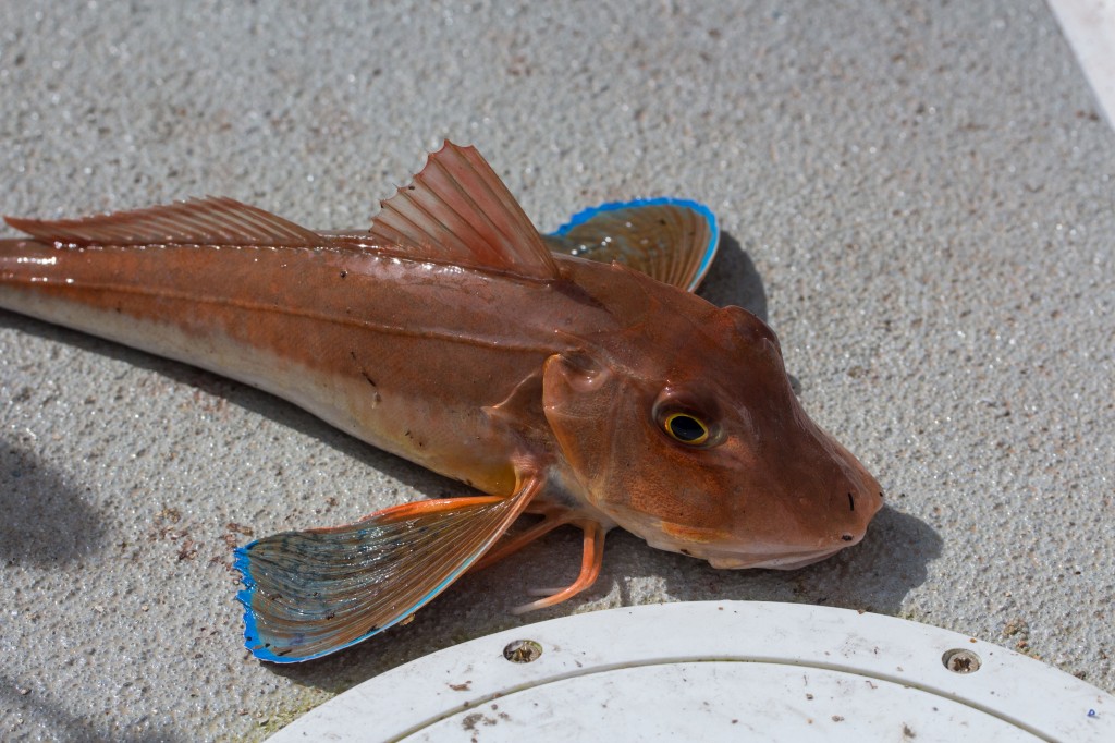 Tub Gurnard-2