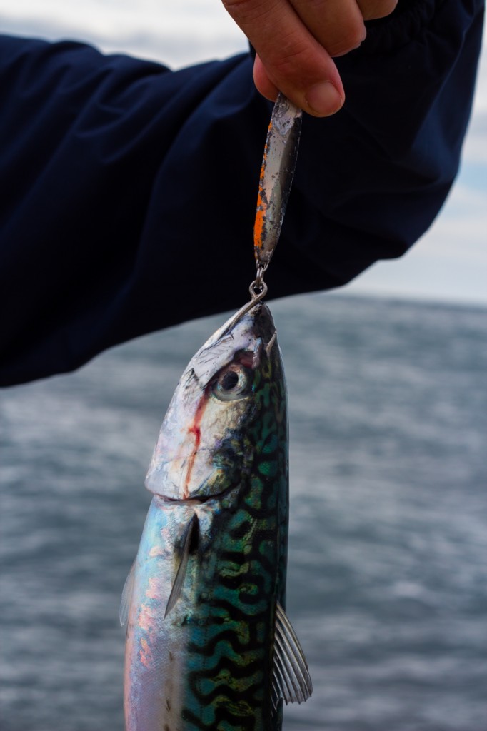 Mackerel lure