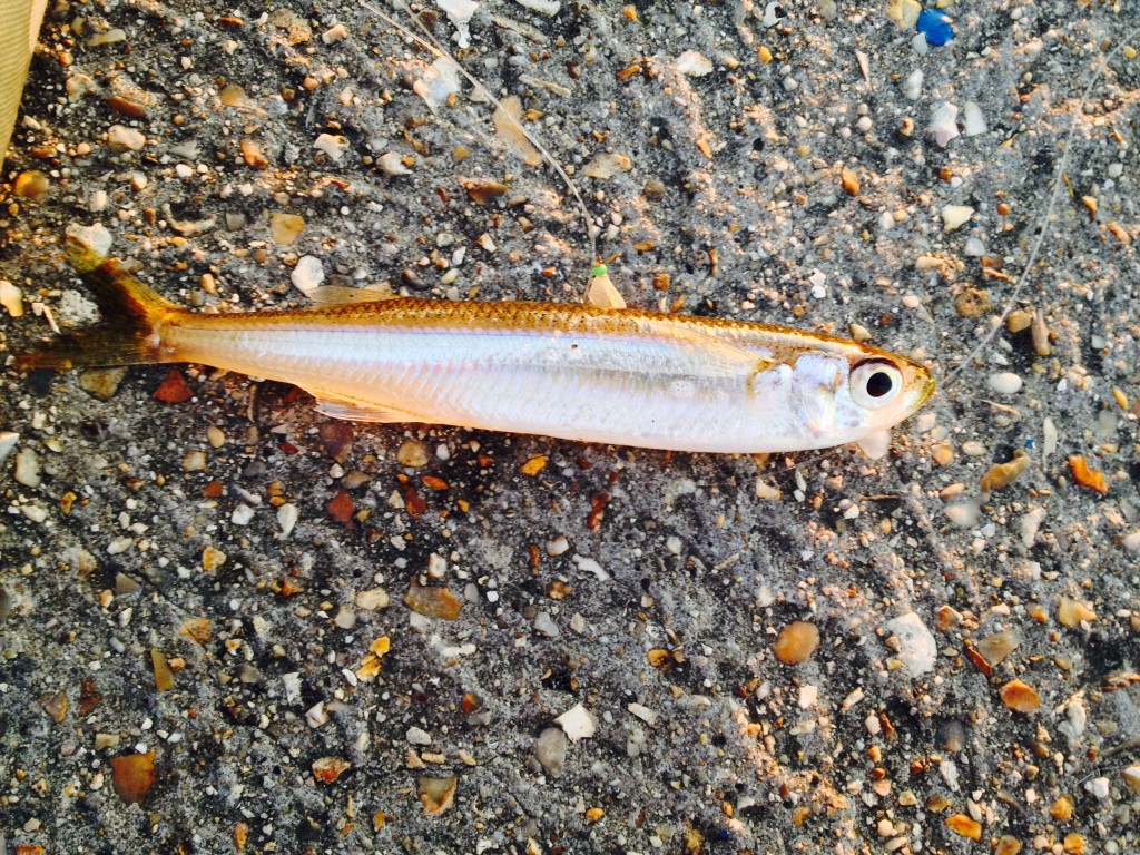 Sand Smelt