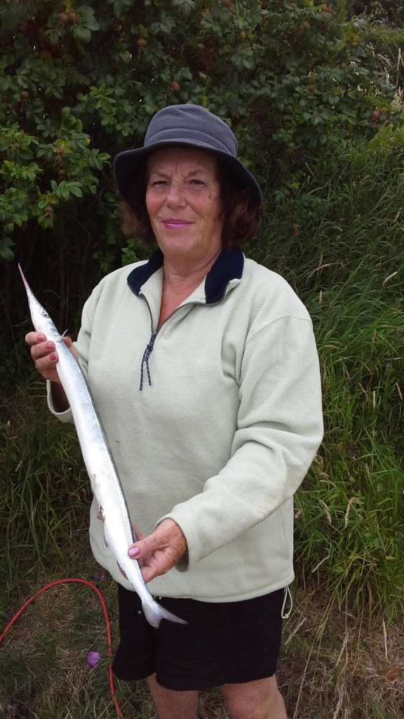 Specimen Garfish