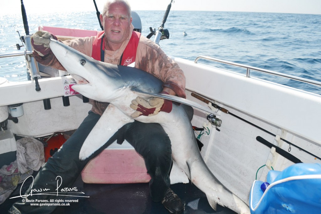 Blue Shark fishing