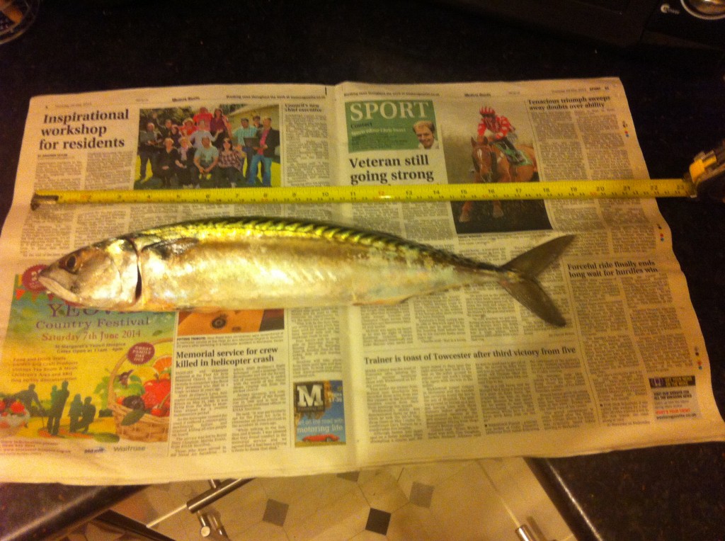 Monster Mackerel