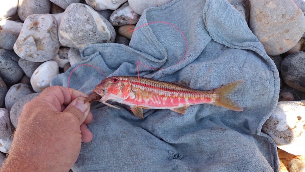 Huge Tope caught from Chesil