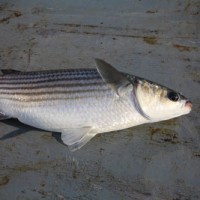 How to fish for Mullet 