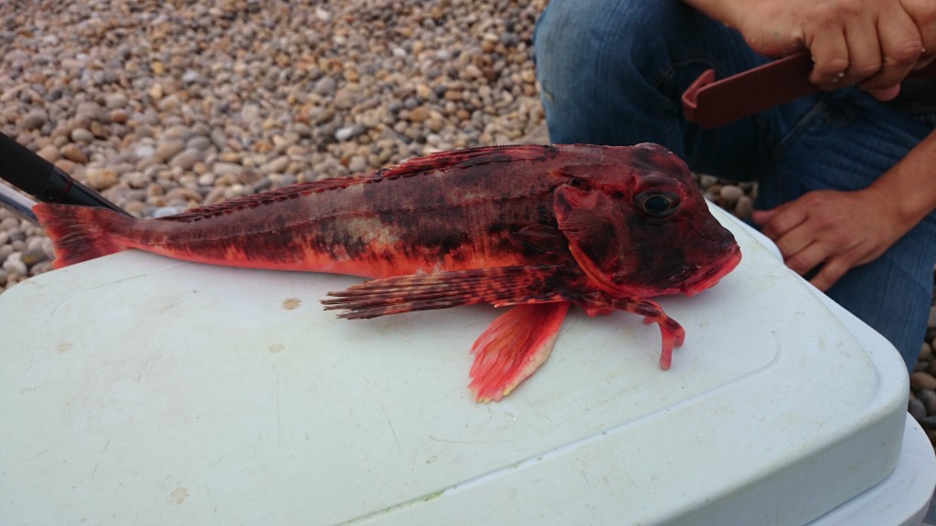 Streaked Gurnard 