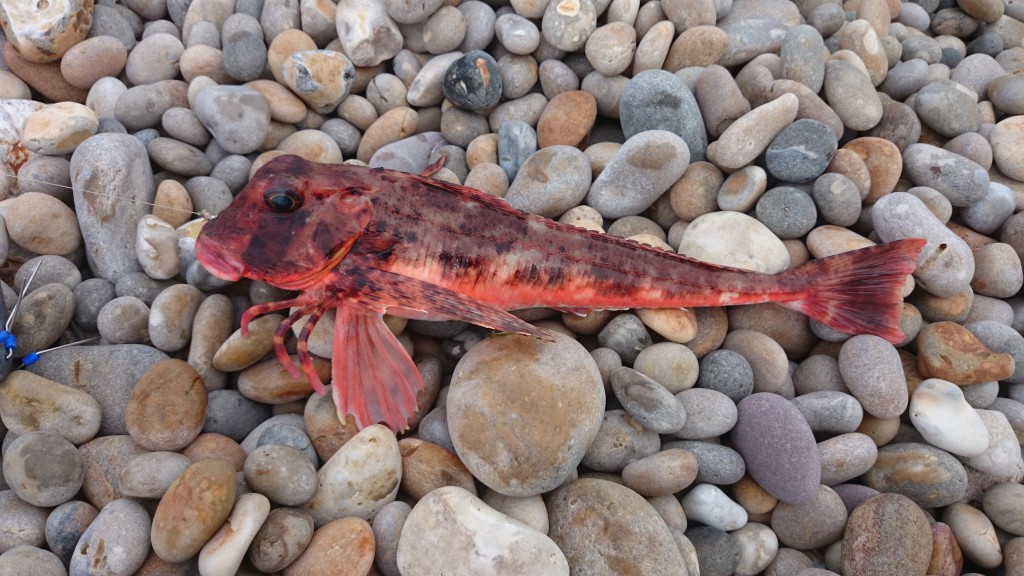 Streaked gurnard