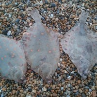 Are the Plaice back on Chesil yet?