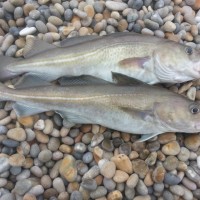 When will Chesil be fishable?