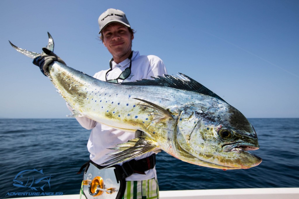 Mahi mahi