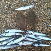 The Mackerel are back on Chesil.