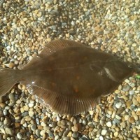 Chesil is the Plaice