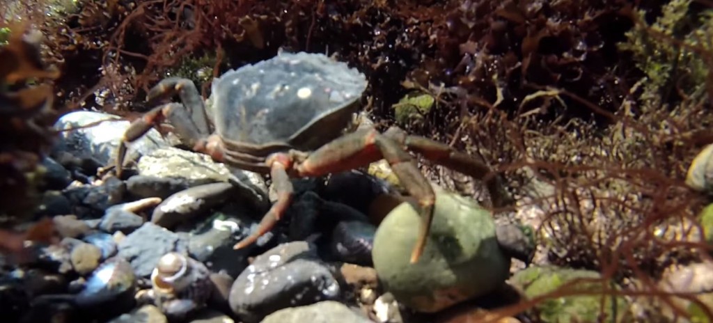 How to find and collect Peeler Crabs