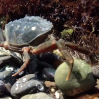 How to find and collect Peeler Crabs