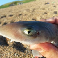 At last the fishing has started to take off