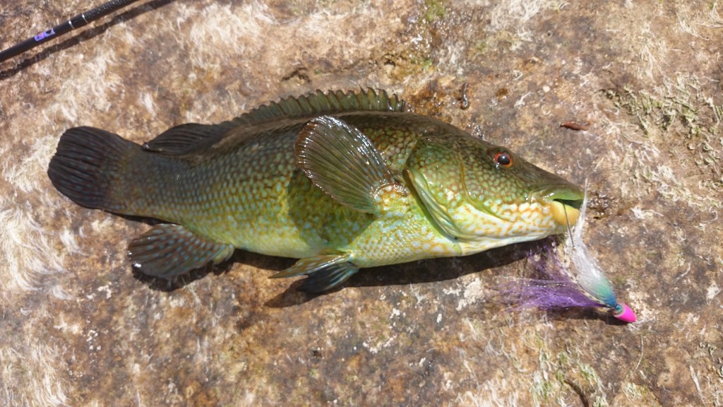 Lure and fly fishing for Wrasse