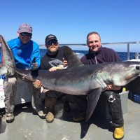 Fly Fishing for Blue Sharks On The UK Coast!