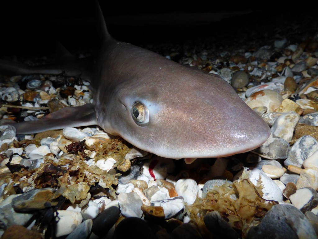 How and where to catch Smoothound