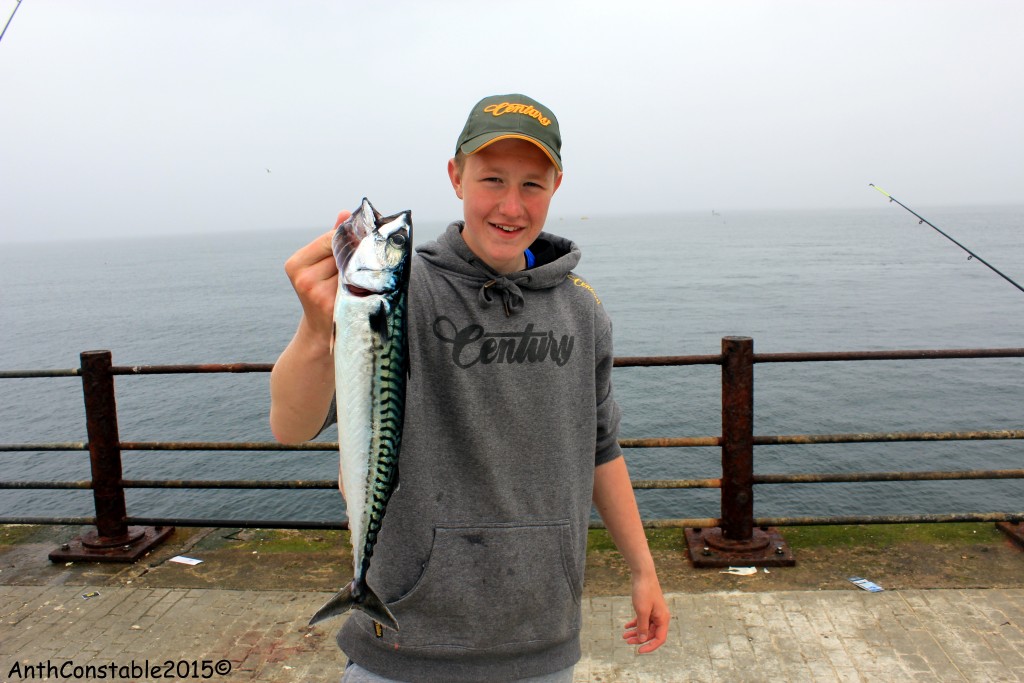 Roker Pier Mackerel Jun 20th 2015 006