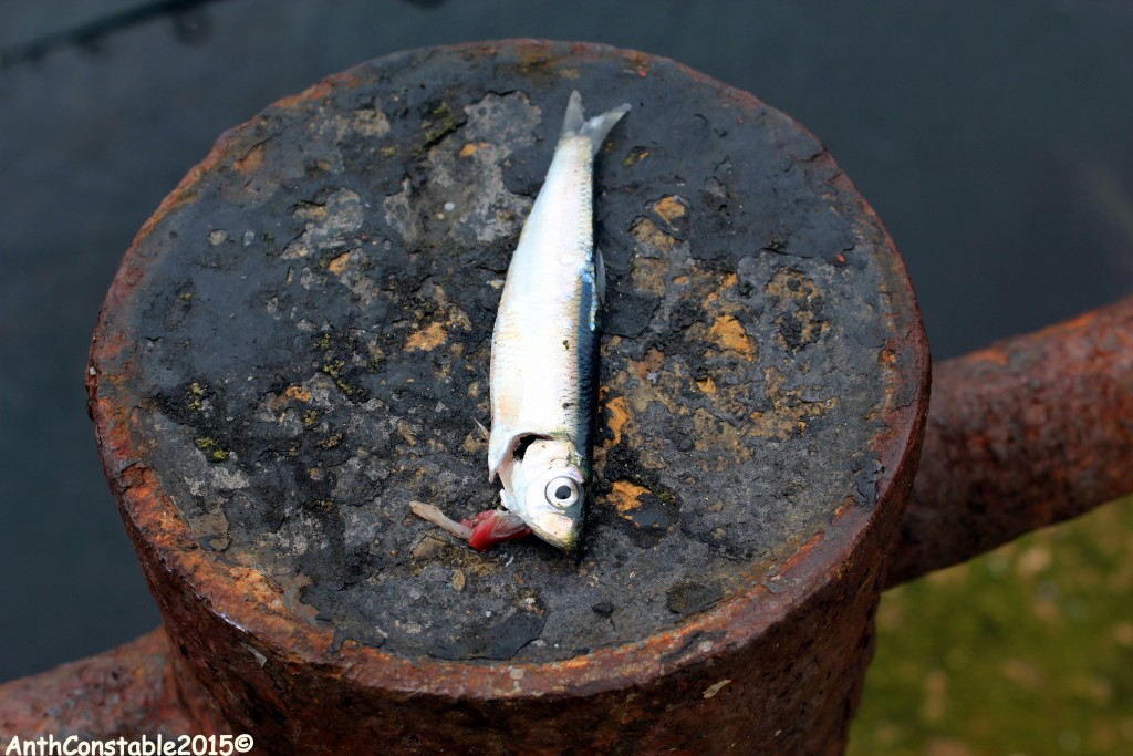 Roker Pier Mackerel Jun 20th 2015 008