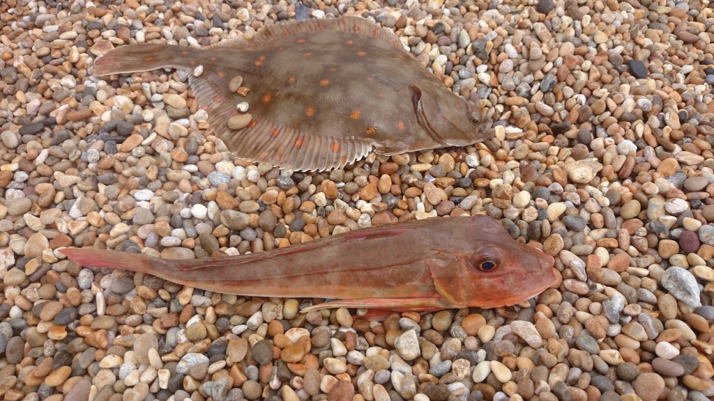 plaice gurnard