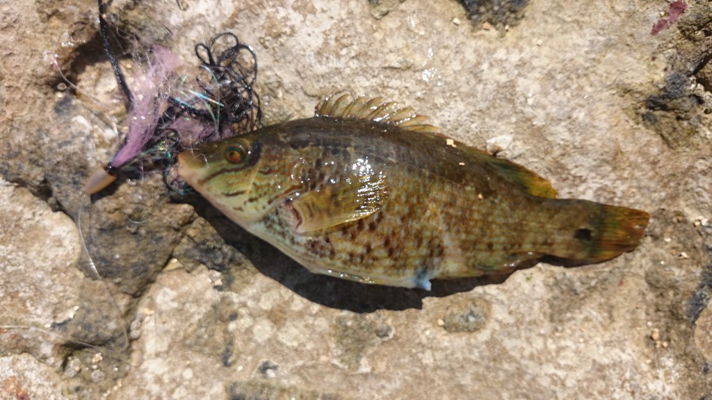 Corkwing Wrasse