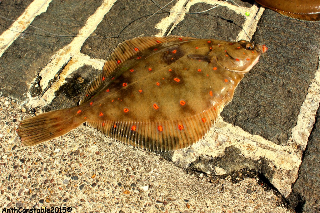 Plaice SS pier 2