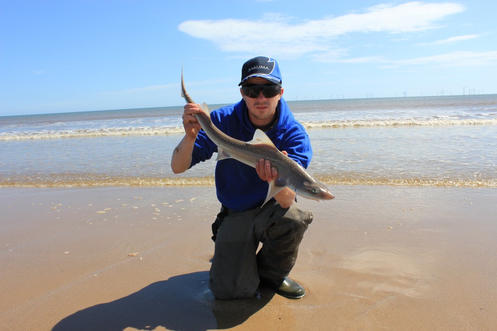 Shields codling Skegness 019