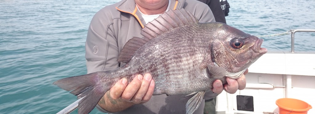 Plenty of Plaice