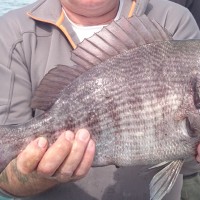 Plenty of Plaice