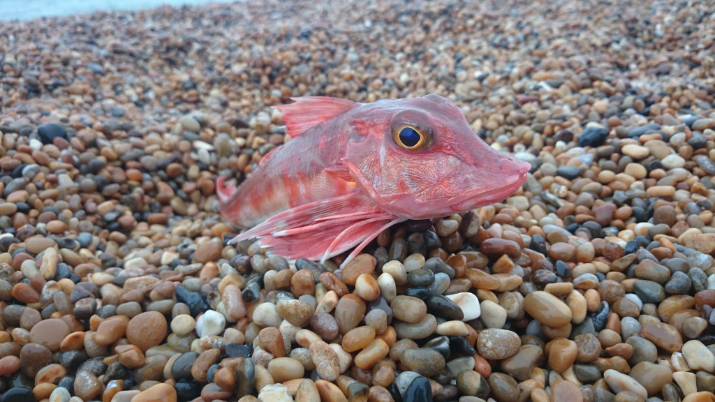 Gurnard me