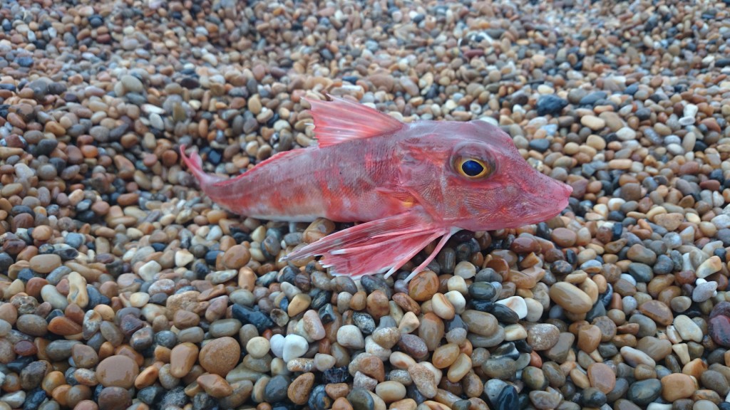 Gurnard galore