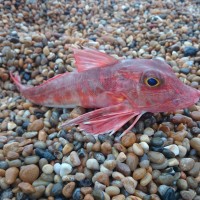 Gurnard galore