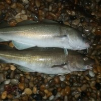 Cod and Bass, just as predicted!