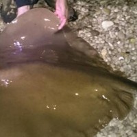 British Record Stingray caught and released on Chesil