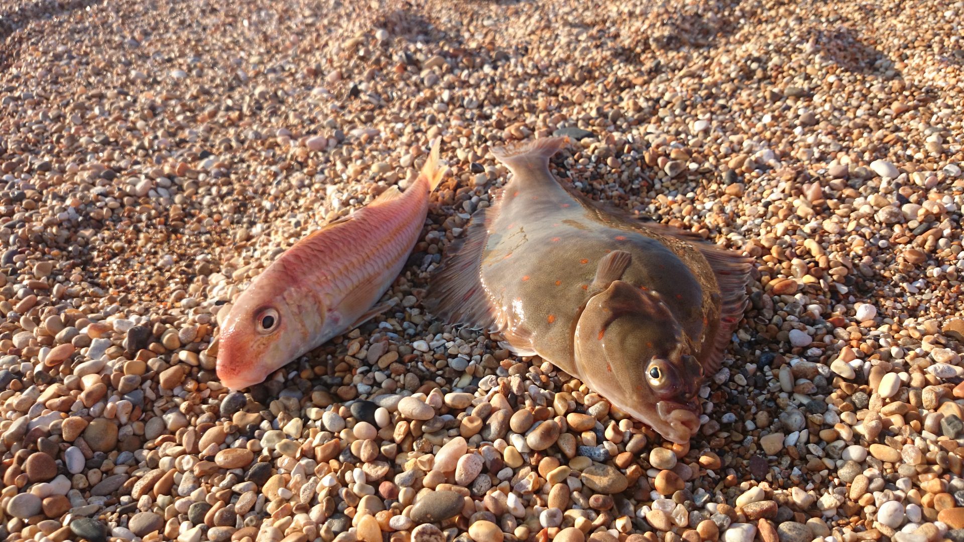 Red Mullet and Plaice