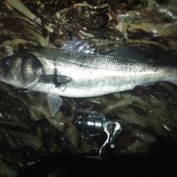 2018 Update – Minimum Landing Sizes (MLS)  and protection status for common UK Marine fish